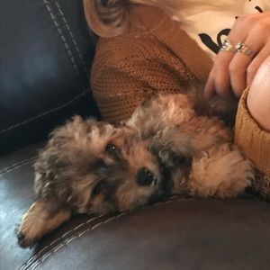 Meet your Posher, Rylee